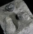 Horn Coral With Enrolled Phacops Trilobite- New York #25120-1